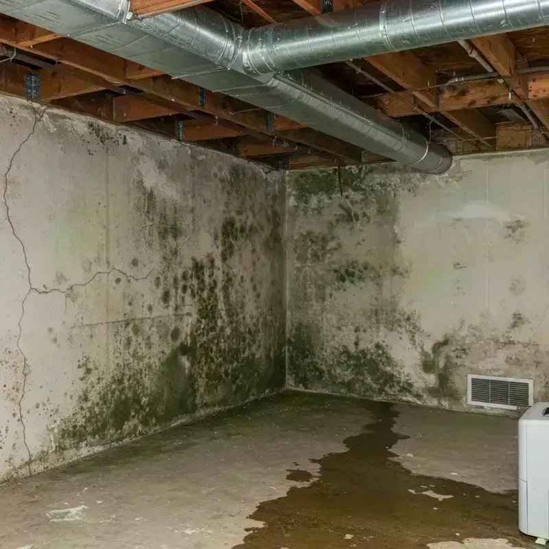 Professional Mold Removal in Avon, CO